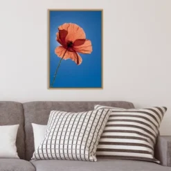 16" X 23" Poppy Flower By Michele Niles Danita Delimont Framed Canvas Wall Art Blue - Amanti Art 13 16" X 23" Poppy Flower By Michele Niles Danita Delimont Framed Canvas Wall Art Blue - Amanti Art -Safavieh Outlet Store GUEST 1da3249c f0db 4be4 bb15 7bb4ccc58a3a