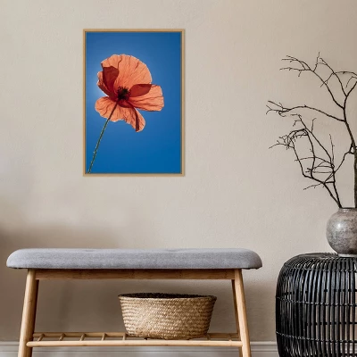 16" X 23" Poppy Flower By Michele Niles Danita Delimont Framed Canvas Wall Art Blue - Amanti Art 6 16" X 23" Poppy Flower By Michele Niles Danita Delimont Framed Canvas Wall Art Blue - Amanti Art - Image 6