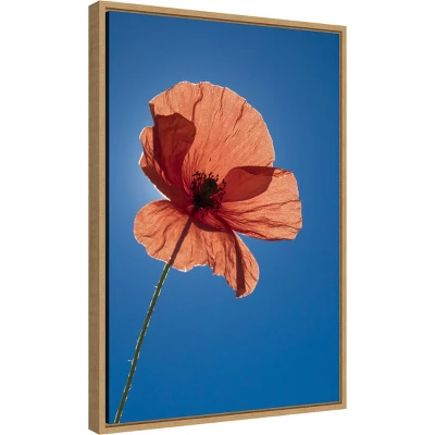 16" X 23" Poppy Flower By Michele Niles Danita Delimont Framed Canvas Wall Art Blue - Amanti Art 1 16" X 23" Poppy Flower By Michele Niles Danita Delimont Framed Canvas Wall Art Blue - Amanti Art