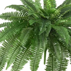 Boston Fern 2pk (48") - Nearly Natural